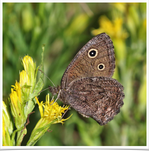 Small Wood-Nymph